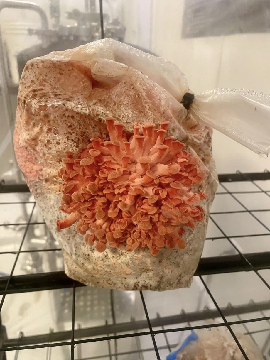 Pink Oyster mushrooms