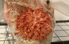 Pink Oyster mushrooms