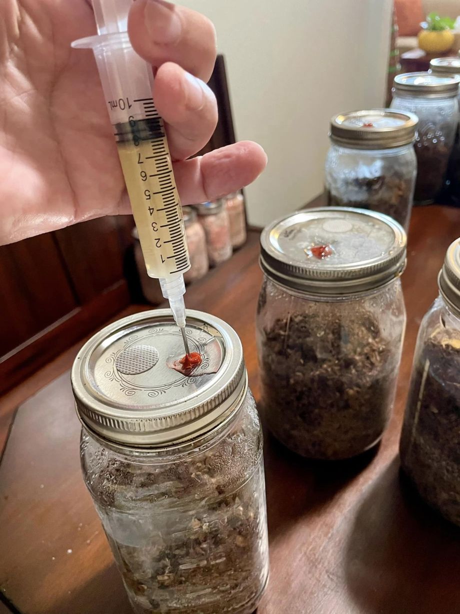 Inoculating the stout grains with Chestnut mushroom cultures