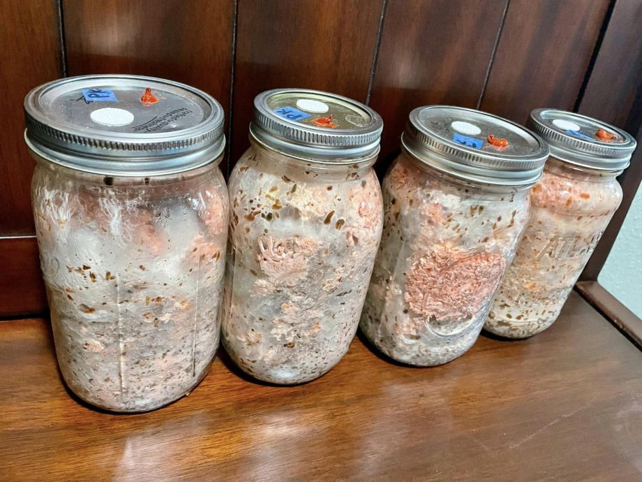 4 more Pink Oyster mycelium jars grown from the Honey Bock beer grains